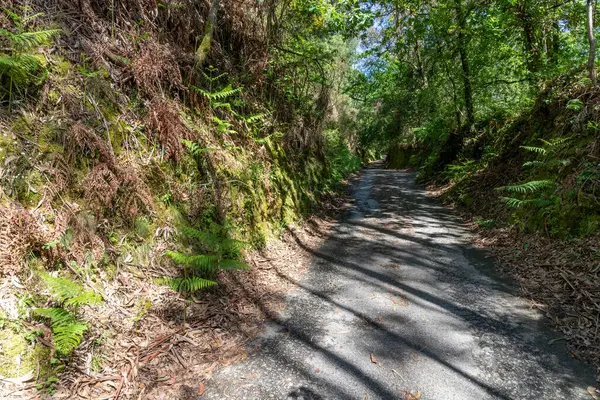 Etrafı ormanlarla çevrili pis bir yol, Labruja, Viana do Castelo, Portekiz