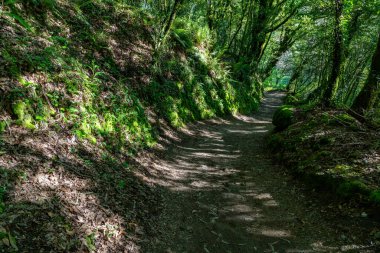 Compostela patikasındaki orman yolu, Valga, Pontevedra, İspanya