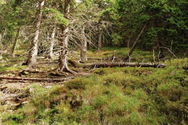 Ormandaki fırtınadan sonra devrilen ağaçlar