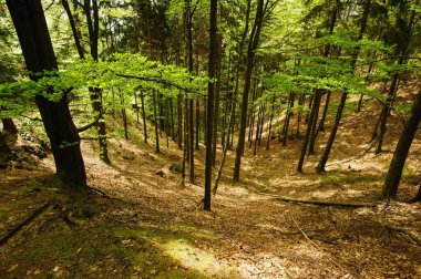 Yeşil ormandan geçen güzel yürüyüş yolu.