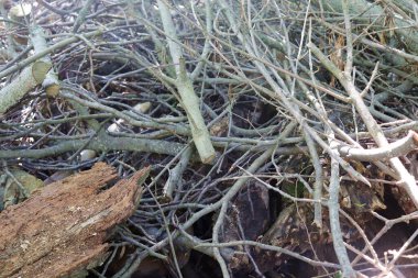 Ağaç kabukları, yakacak odunları ve odun malzemeleriyle kesilmiş tahta kütükler ve dallar.