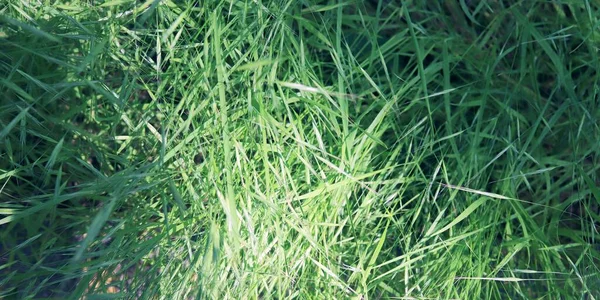 Zielona Trawa Fragment Trawnika Siedlisko Naturalne Tło — Zdjęcie stockowe