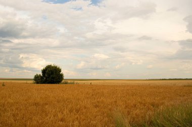 Gökyüzünün altında beyaz kümülüs bulutlarıyla buğday tarlası ve uzakta bir ağaç, Ukrayna manzarası