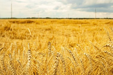 Buğday tarlasının arka planında altın buğday başakları. Sığ alan derinliği