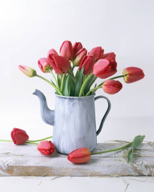 Beyaz arka planda vazoda kırmızı lale çiçekleri, çiçekli natürmort, bahar