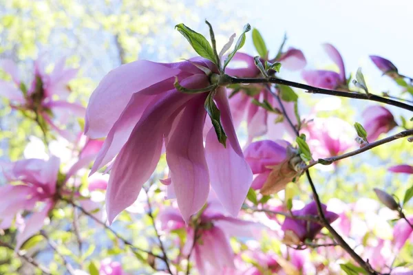 Magnolienblüten Von Lila Farbe Vor Dem Hintergrund Von Zweigen Blühender — Stockfoto
