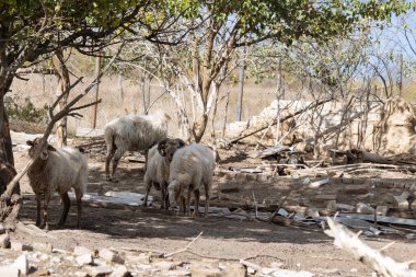 Çiftlikteki koyunlar. Çiftlikteki hayvanlar. Köyde koyun sürüsü.