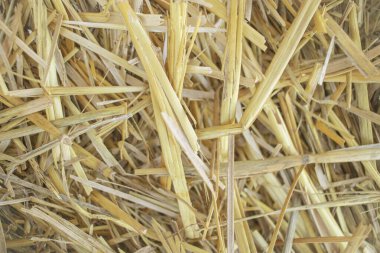 Wheat dry straw texture background, beveled wheat, cereal crops, top view clipart