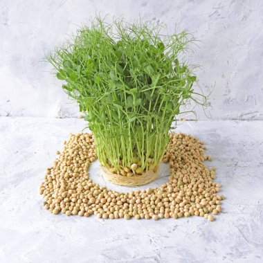 Mikro yeşiller, taneler ve bezelye filizi masada, doğal organik bitkiler, salata için, sağlıklı gıda konsepti için.