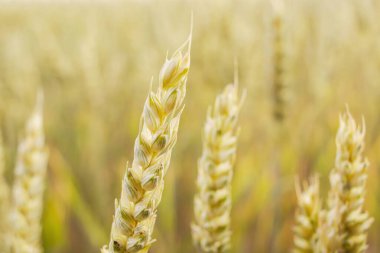 Buğday tarlası. Altın buğday kulakları. Zengin hasat kavramı.