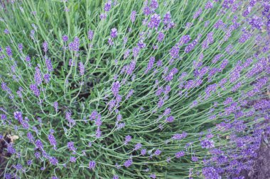 Lavanta çiçekleri lavanta tarlasında çiçek açar. Yazın güzel lavanta tarlası. 