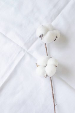 Beyaz çarşaf üzerinde beyaz pamuk çiçekleri, üst görünüm, kopyalama alanı. 