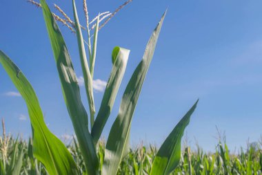 Mısır tarlası, tarlada yetişen yeşil mısır bitkilerinin kapatılması. Tarım, hasat.