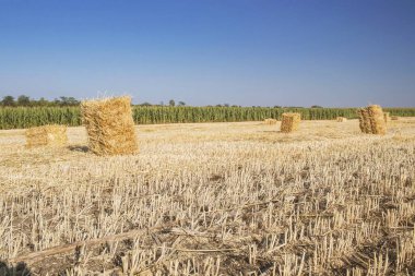 Bulutlu mavi gökyüzüne karşı tarlada saman balyaları. Hasat edilen buğday tarlaları saman balyaları, kırsal güzel manzaralar, çiftlik..