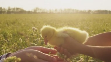 Hands of little girl and woman holding furry yellow duckling at bright sunlight on summer day. Child and mother take care of bird standing on rural field with grass in countryside at sunset closeup