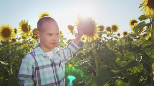 Curious Little Boy Syndrome Stands Sunflower Field Touching Flower Yellow — Stockvideo