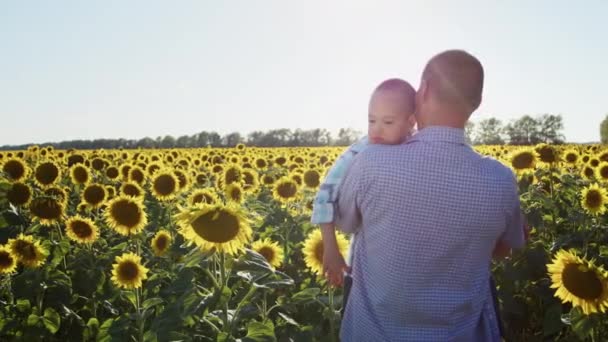 Догляд Батьком Стоїть Великому Соняшниковому Полі Тримаючи Маленького Сина Синдромом — стокове відео
