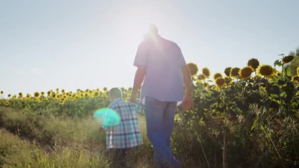 父は明るい太陽の下で無限の開花ひまわり畑を過ぎて歩くダウン症候群を持つ小さな息子の手を握っています 男は田舎で夏休みに子供に風光明媚な農村自然を示しています — ストック動画