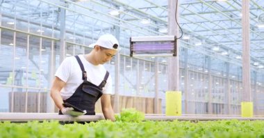 Hidrofonik çiftliğin erkek çalışanı akıllı tablet kullanarak organik marul büyüme sistemini araştırıyor, modern serada ekin ekiyor. Doğal taze sebze üretiminin kontrol kalitesi