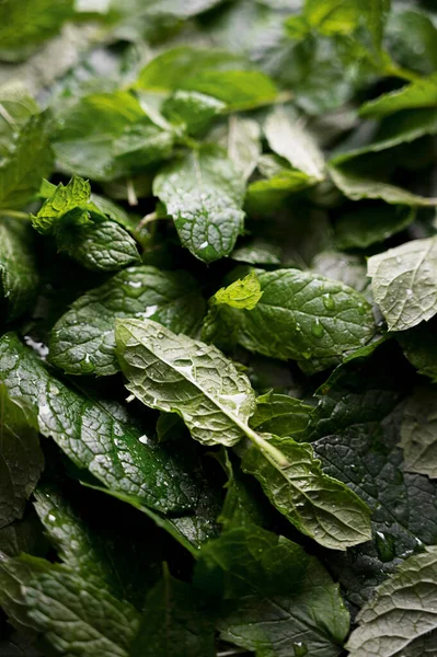 Mint Leaves Texture Fresh Mint Close — Stock fotografie