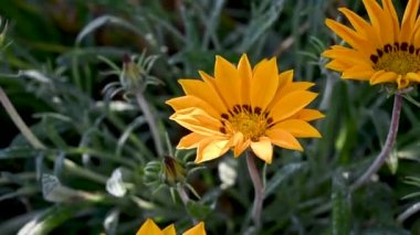 Yellow summer flowers. Perennial beautiful garden flowers closeup. Beautiful relaxing background. High quality FullHD footage