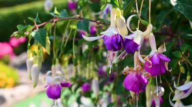 Purple fuchsia flower blooming bush. Beautiful garden with decorative rare flowers. High quality FullHD footage