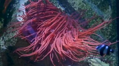 Live coral moving plant under the water in aquarium, exotic sea life scene. High quality FullHD footage