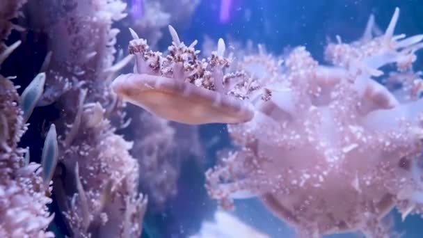 Pink Exotic Jelly Fish Water Beautiful Calming Relaxing View High — Stockvideo