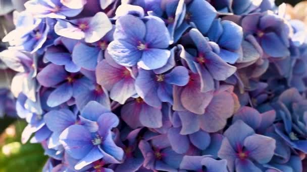 Blue Hydrangea Hortensia Closeup Blooming Close Beautiful Summer Relaxing Background — Stockvideo