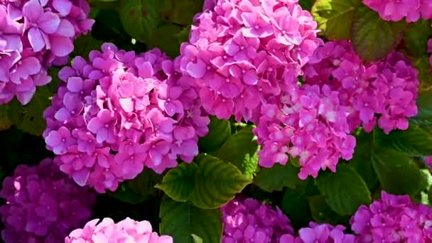 ピンクアジサイの花ブッシュが咲きます 夏の庭で美しいマゼンタピンクの花 高品質のフルHd映像 — ストック動画