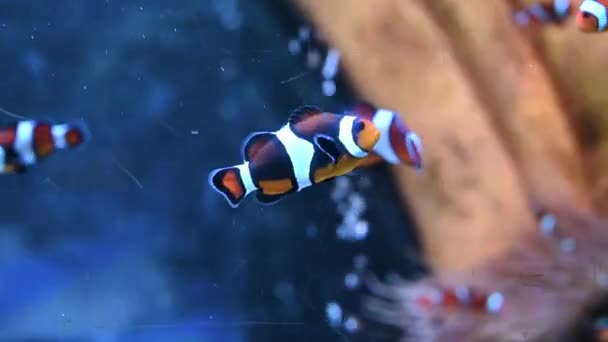 Exotic Clown Fishes Small Stripped Orange White Fishes Sea Life — Vídeos de Stock