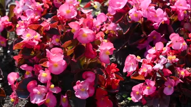 ピンクの小さなフクシアの花 夏の多年生の装飾庭園の花 美しい庭の背景 高品質のフルHd映像 — ストック動画