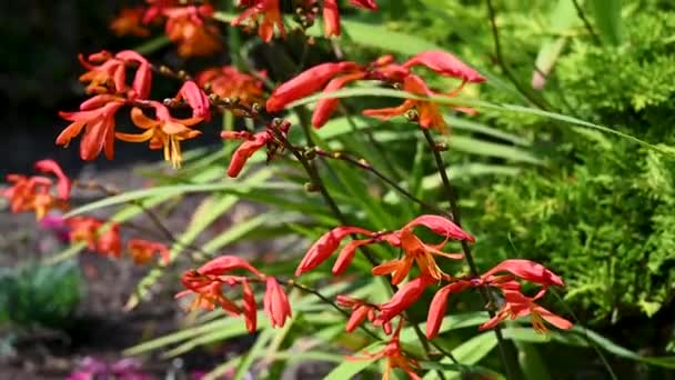Όμορφα Μικροσκοπικά Μικρά Πορτοκαλί Λουλούδια Ορχιδέας Καλοκαιρινός Κήπος Χαλαρωτική Και — Αρχείο Βίντεο