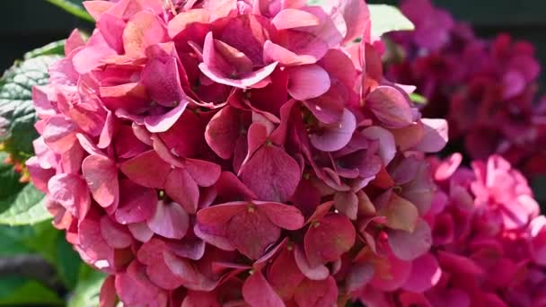 Pink Hydrangea Hortensia Closeup Blooming Close Beautiful Summer Relaxing Background — Video Stock