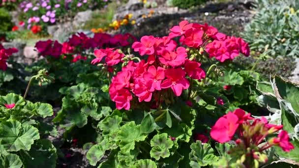 Ροζ Φούξια Λουλούδια Καλοκαιρινά Πολύχρονα Διακοσμητικά Λουλούδια Κήπου Ωραίος Κήπος — Αρχείο Βίντεο