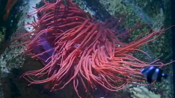 Живое Коралловое Растение Движущееся Водой Аквариуме Экзотическая Морская Жизнь Высококачественные — стоковое видео
