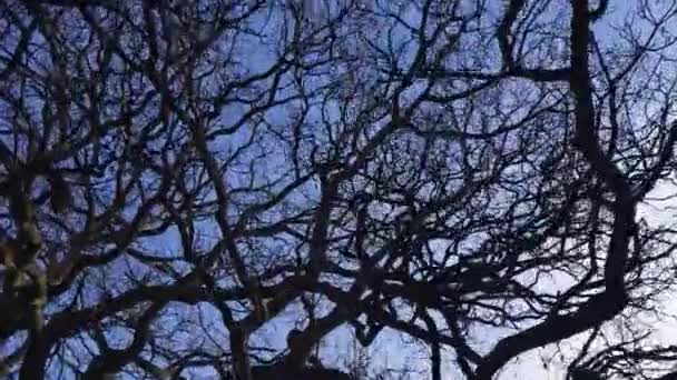 Naked Winter Tree Branches Blue Sky High Quality Fullhd Footage — Stock Video
