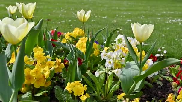 Spring Beautiful Nature Flowers Garden White Fresh Tulip — Stock Video