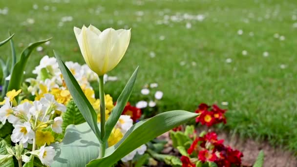 Wiosna Piękne Kwiaty Natury Ogrodzie Tulipan Biały Świeży — Wideo stockowe