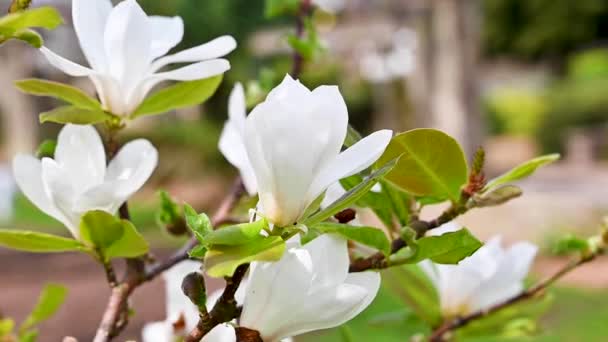 White Magnolia Flower Tree Bloom Spring Beautiful Flowers High Quality — Vídeo de Stock