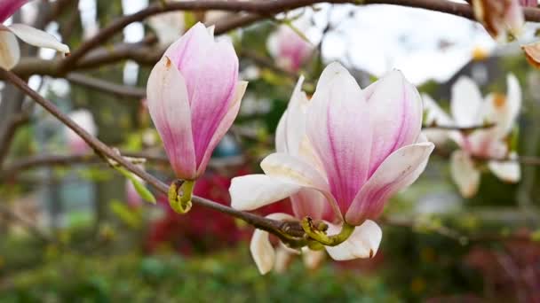Розовая Магнолия Цветок Дерево Цвету Весна Красивые Цветы Высококачественные Fullhd — стоковое видео
