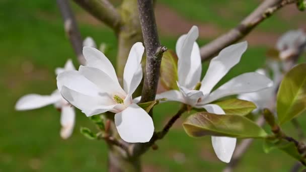 Árbol Flores Magnolia Blanca Flor Flores Hermosas Primavera Imágenes Fullhd — Vídeo de stock