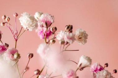 Macro photo of a gypsophila tiny flowers over pink background. 
