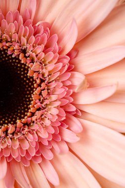 Macro photo of a gerbera peach colour, flower. Abstract floral background.