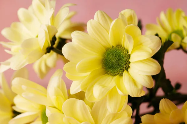 Yellow chrysanthemum, abstract feminine background, Mothers day concept.