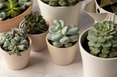 Succulent plants, indoor potted plant. Beautiful succulents