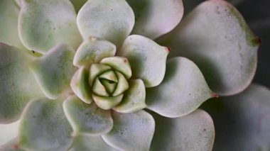Echeveria sulu bitkiler, yakın plan, kapalı alan bitkileri. Güzel sulular.