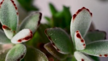 Yeşil kabarık yapraklı Echeveria, sulu saksı bitkisi