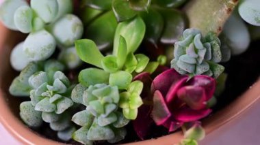 Mix of echeveria, succulent plants potted. Closeup succulents