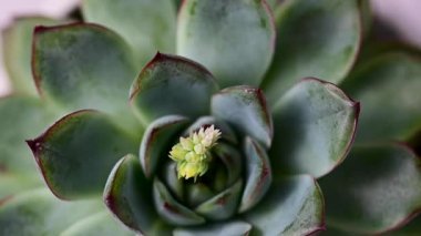 Echeveria sulu bitkiler, yakın plan, kapalı alan bitkileri. Güzel sulular.